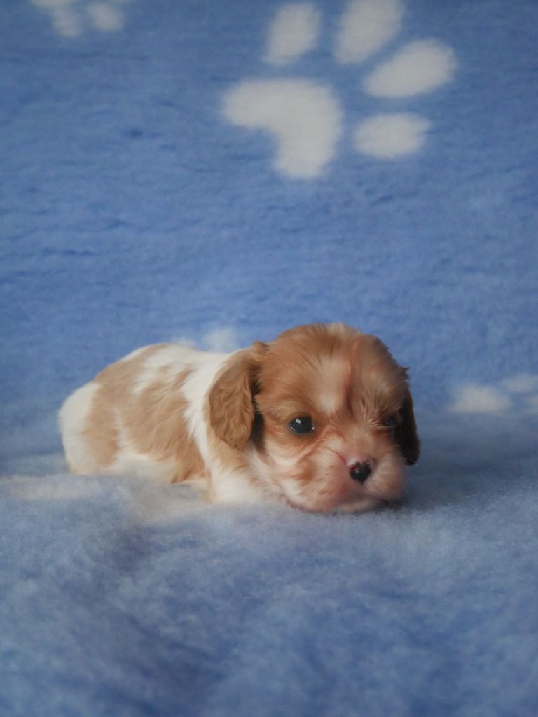 du domaine d'Eprémesnil - Chiot disponible  - Cavalier King Charles Spaniel