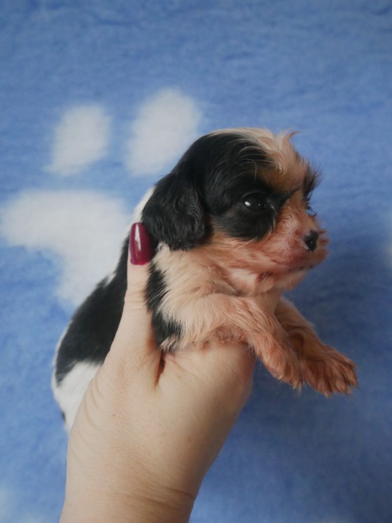 du domaine d'Eprémesnil - Chiot disponible  - Cavalier King Charles Spaniel