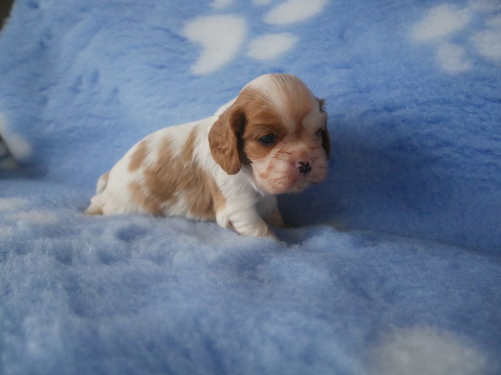 du domaine d'Eprémesnil - Chiot disponible  - Cavalier King Charles Spaniel