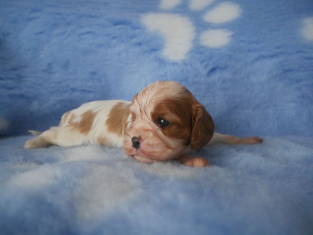 du domaine d'Eprémesnil - Chiot disponible  - Cavalier King Charles Spaniel