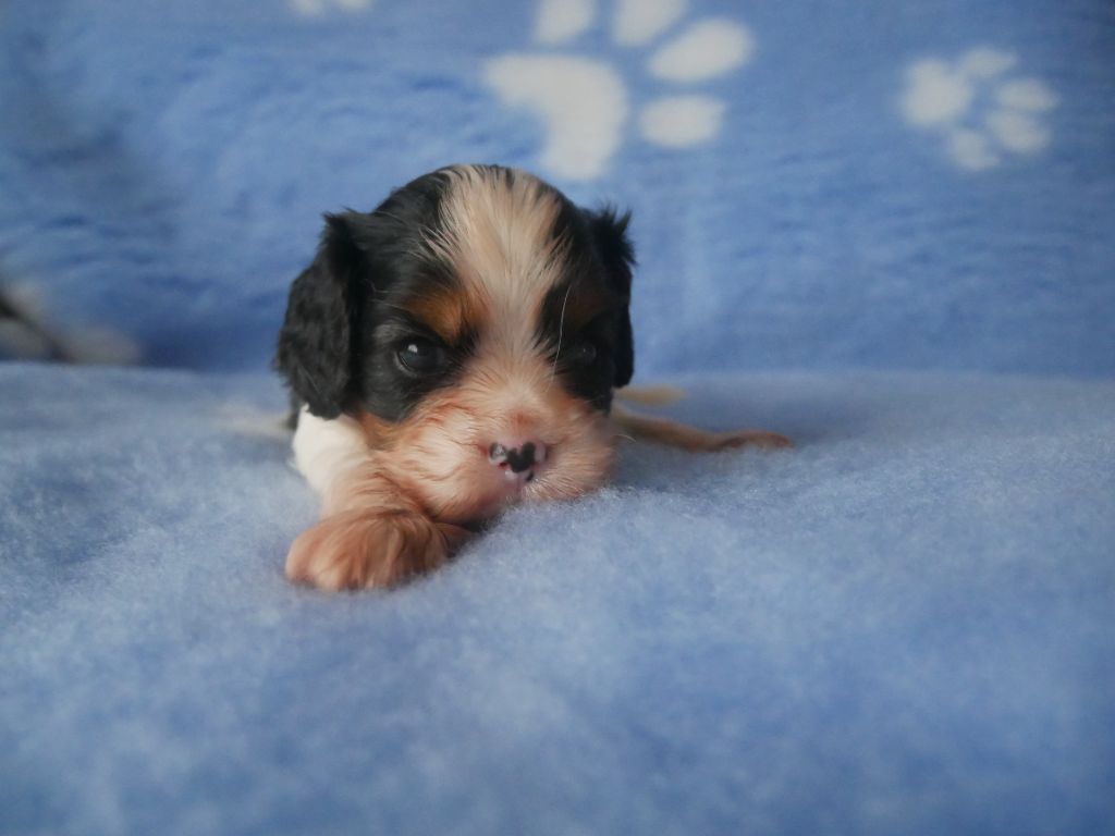 du domaine d'Eprémesnil - Chiot disponible  - Cavalier King Charles Spaniel