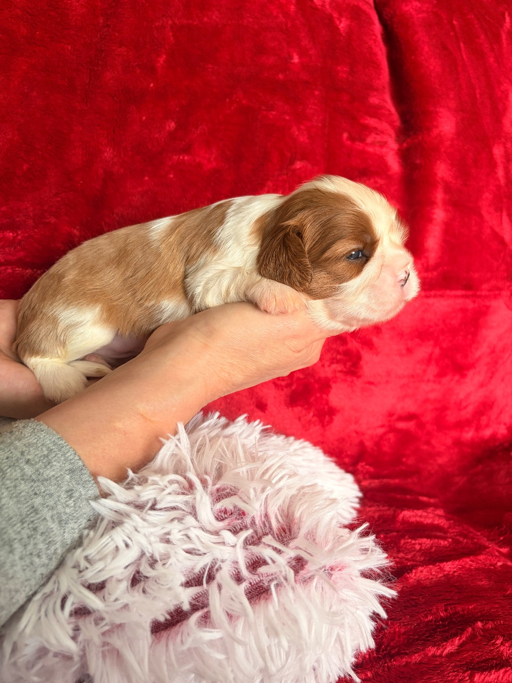 du domaine d'Eprémesnil - Chiots disponibles - Cavalier King Charles Spaniel