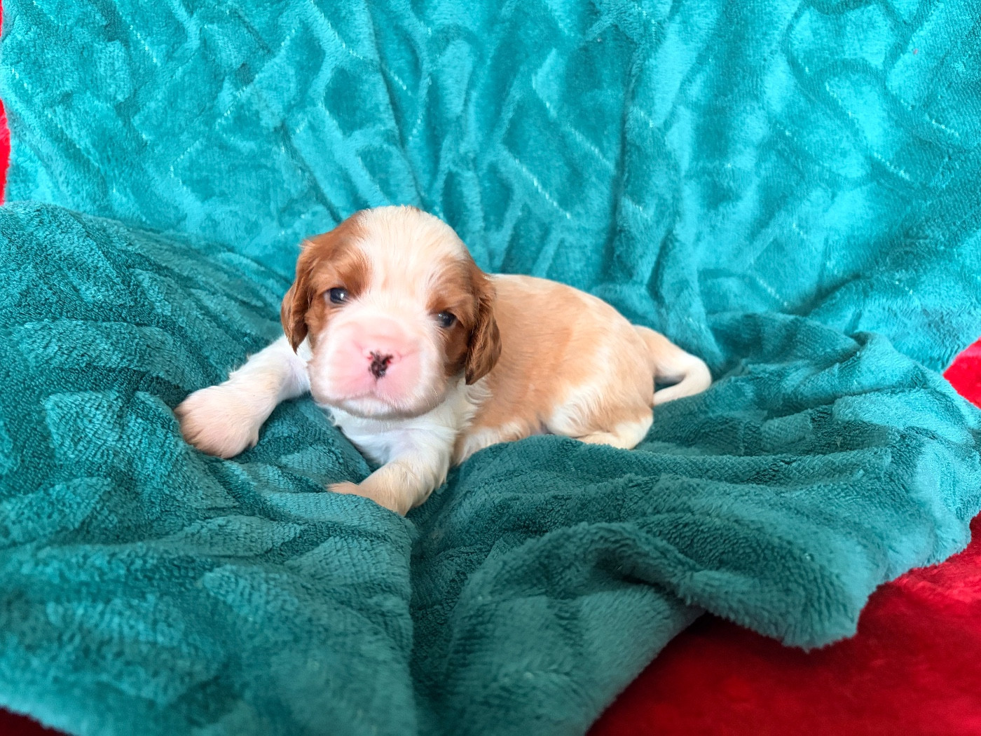 du domaine d'Eprémesnil - Chiots disponibles - Cavalier King Charles Spaniel