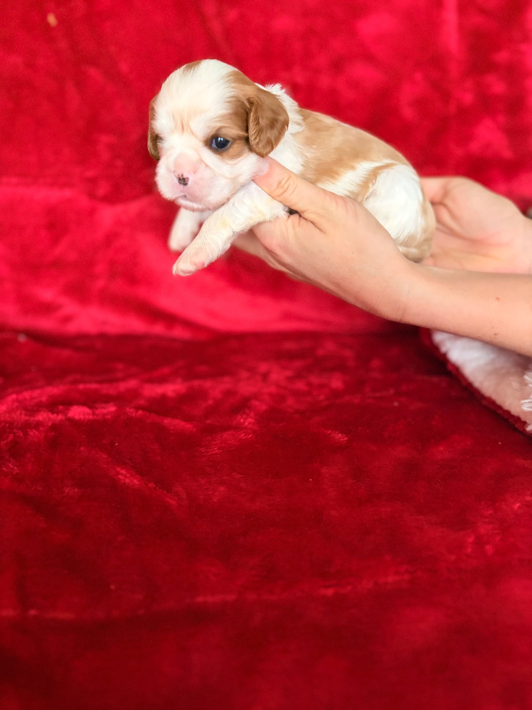 du domaine d'Eprémesnil - Chiots disponibles - Cavalier King Charles Spaniel