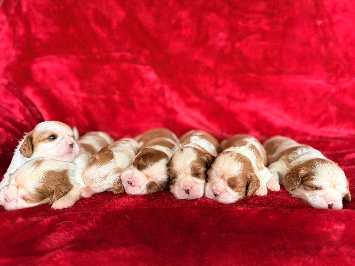 Chiot Cavalier King Charles Spaniel du domaine d'Eprémesnil