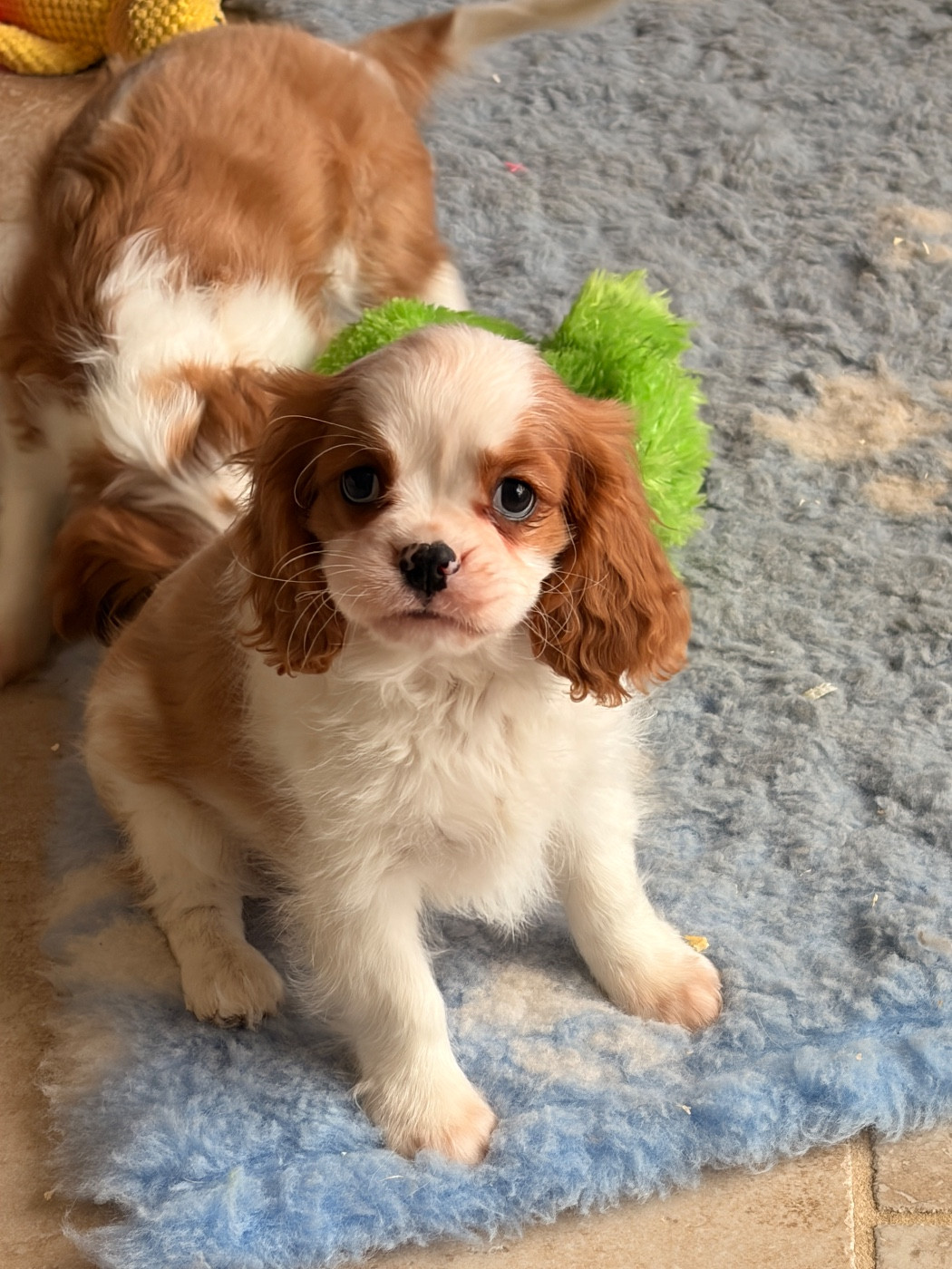 du domaine d'Eprémesnil - Chiots disponibles - Cavalier King Charles Spaniel