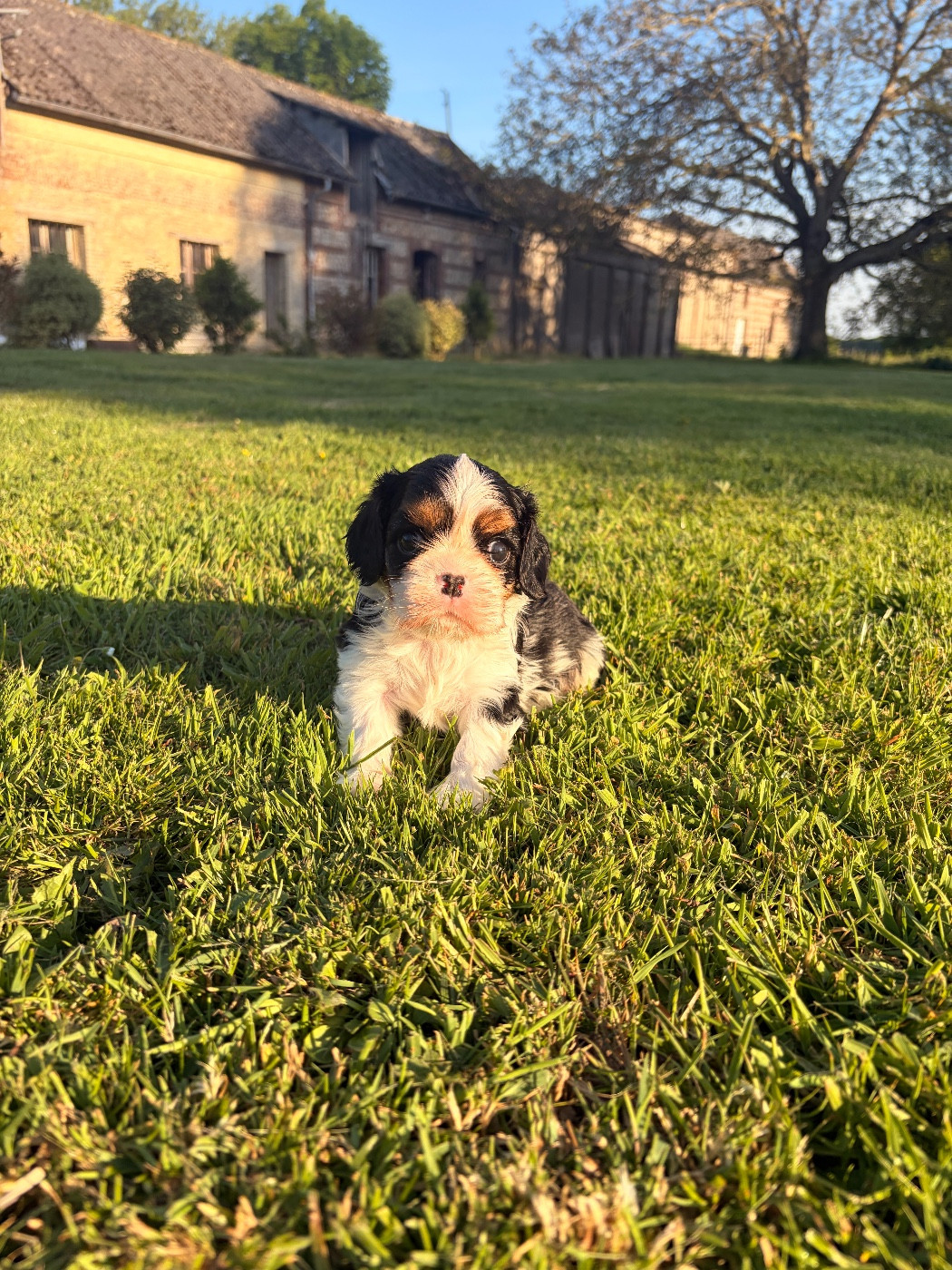 du domaine d'Eprémesnil - Chiots disponibles - Cavalier King Charles Spaniel