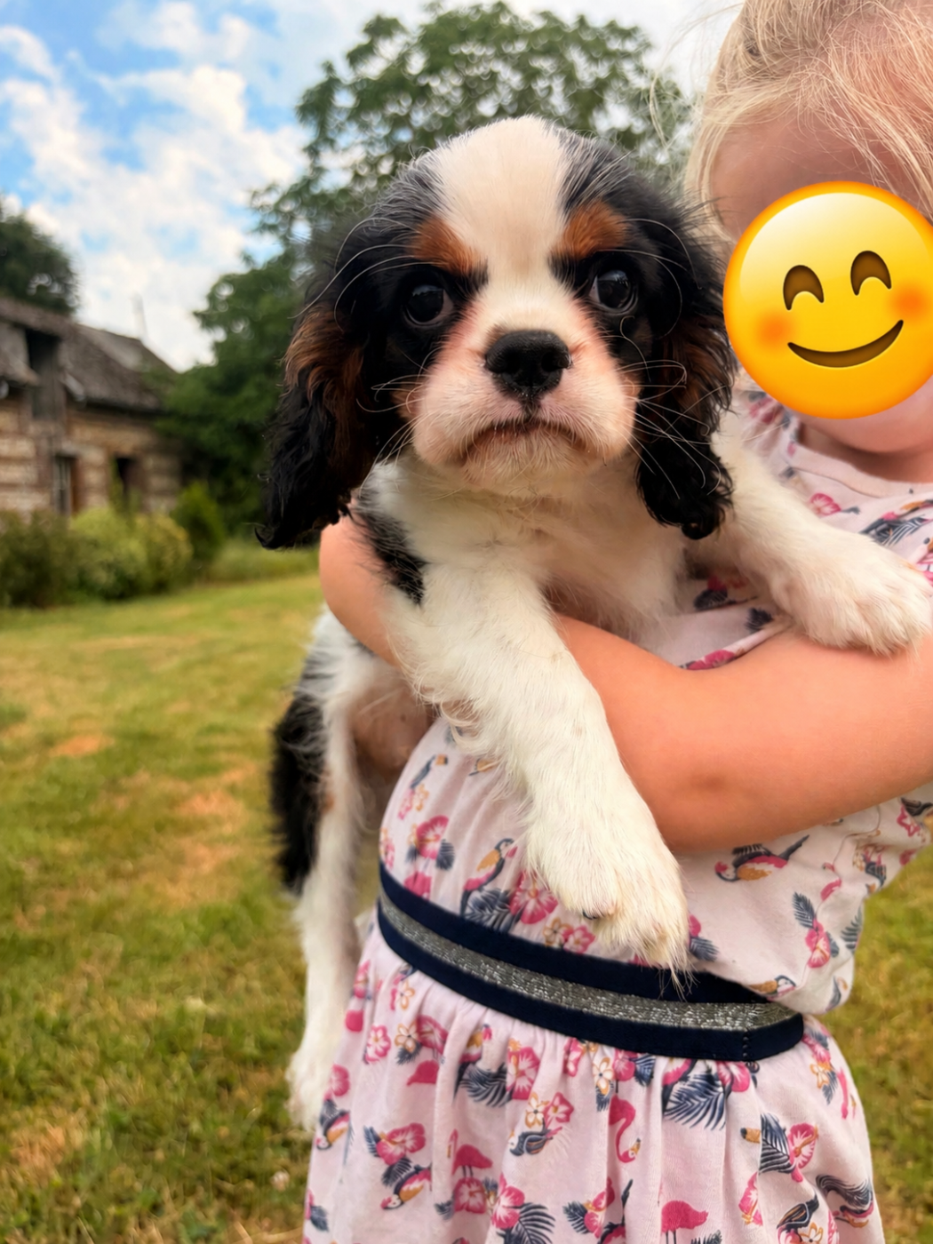 du domaine d'Eprémesnil - Chiots disponibles - Cavalier King Charles Spaniel