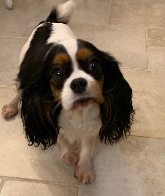 du domaine d'Eprémesnil - Cavalier King Charles Spaniel - Portée née le 11/12/2024
