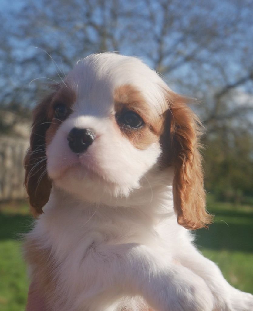 du domaine d'Eprémesnil - Chiots disponibles - Cavalier King Charles Spaniel