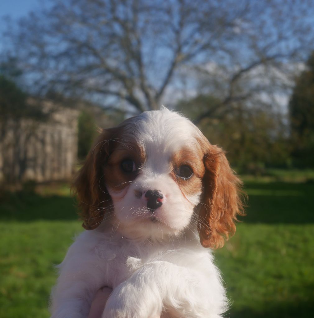 du domaine d'Eprémesnil - Chiots disponibles - Cavalier King Charles Spaniel
