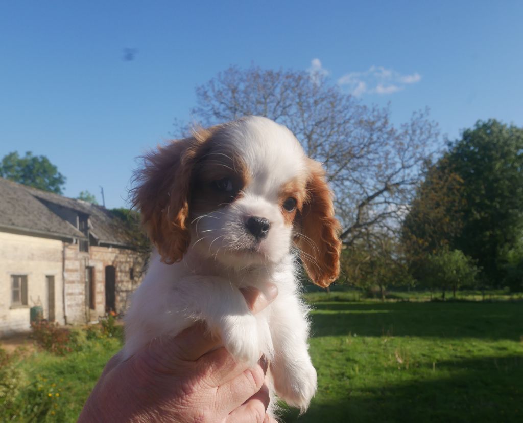 du domaine d'Eprémesnil - Chiots disponibles - Cavalier King Charles Spaniel