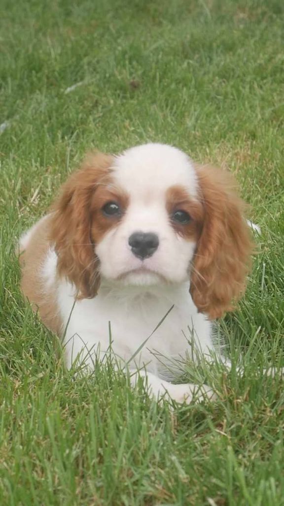 du domaine d'Eprémesnil - Chiots disponibles - Cavalier King Charles Spaniel