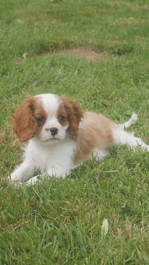 du domaine d'Eprémesnil - Chiots disponibles - Cavalier King Charles Spaniel