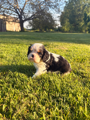 Chiot N°1