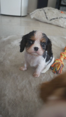 CHIOT 1