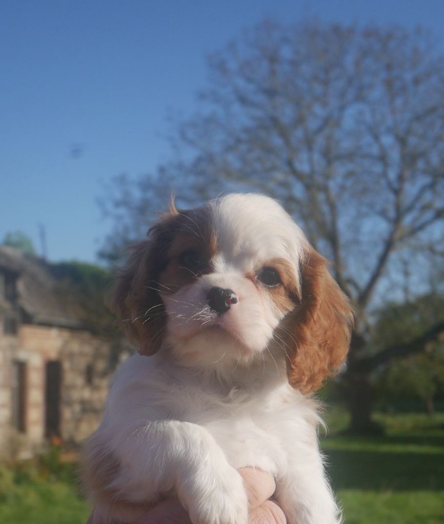 du domaine d'Eprémesnil - Chiots disponibles - Cavalier King Charles Spaniel