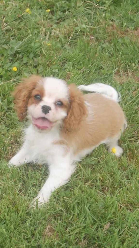 du domaine d'Eprémesnil - Chiots disponibles - Cavalier King Charles Spaniel